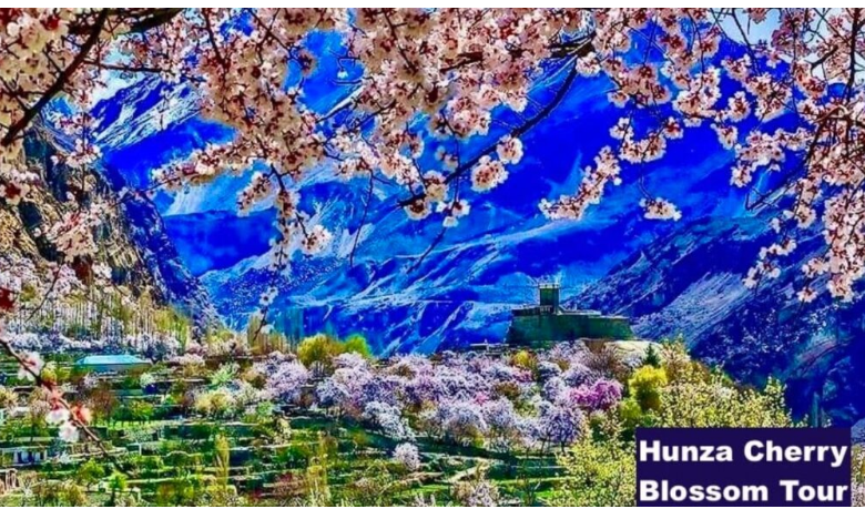 Spring Season (March to May) - The Cherry Blossom Wonderland