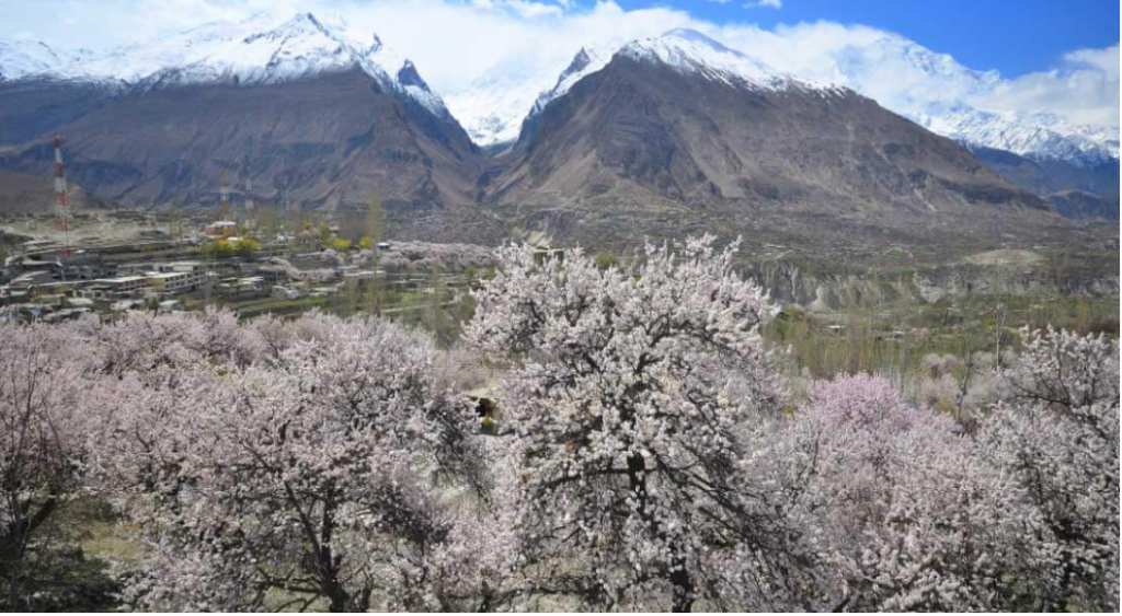 Cherry Blossom Season (March–April)